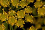 Wild parsnip